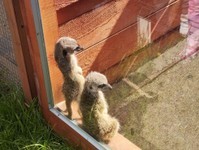 IMG_20250515_094813 (Copy).jpg